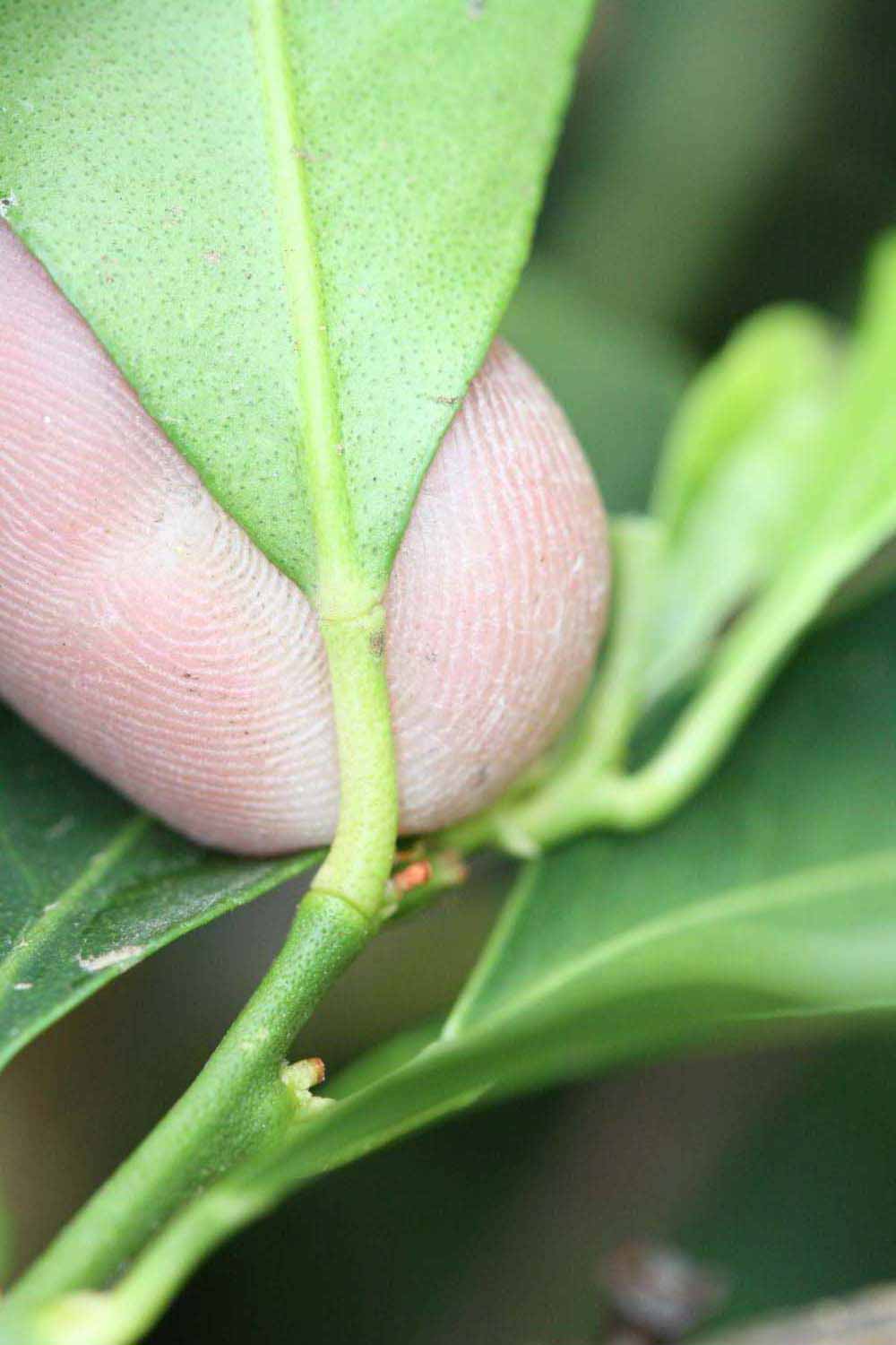              Petiole (Riverside, CA)       